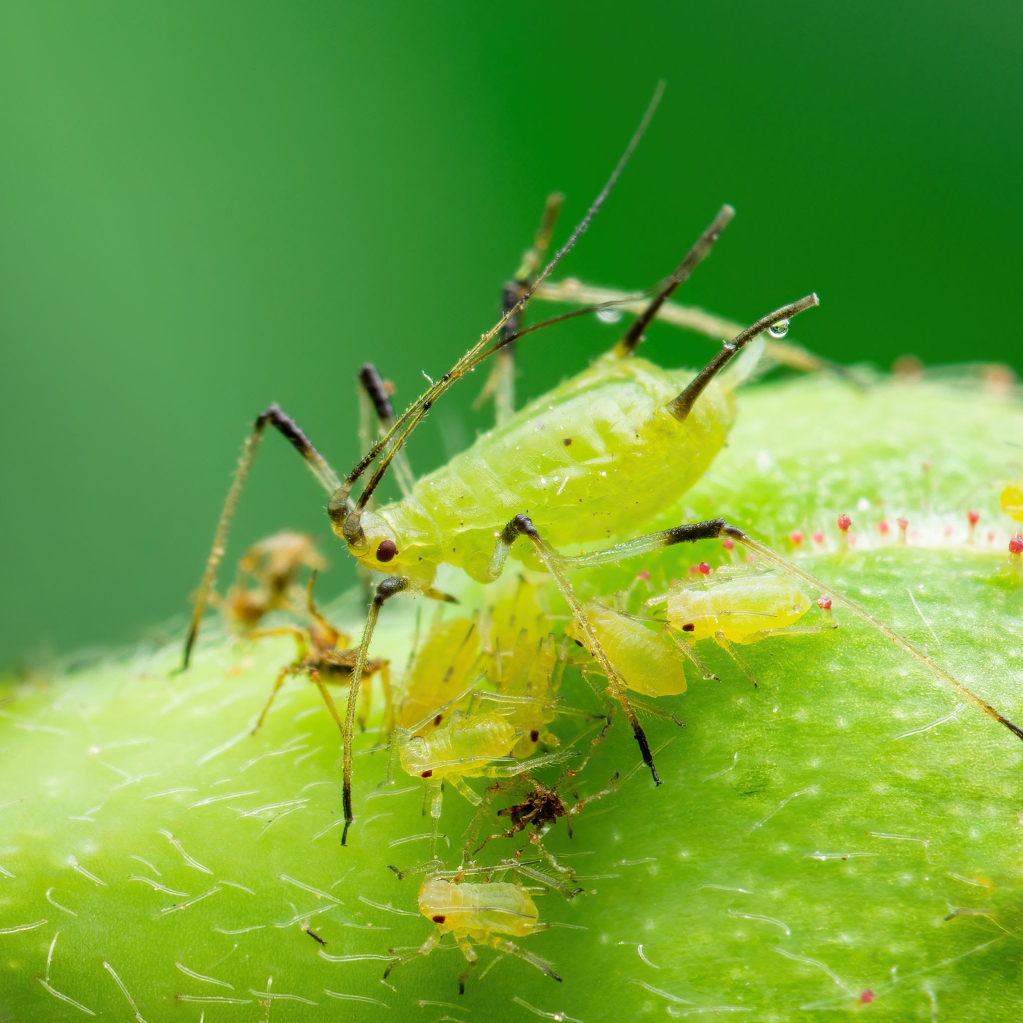 Aphids