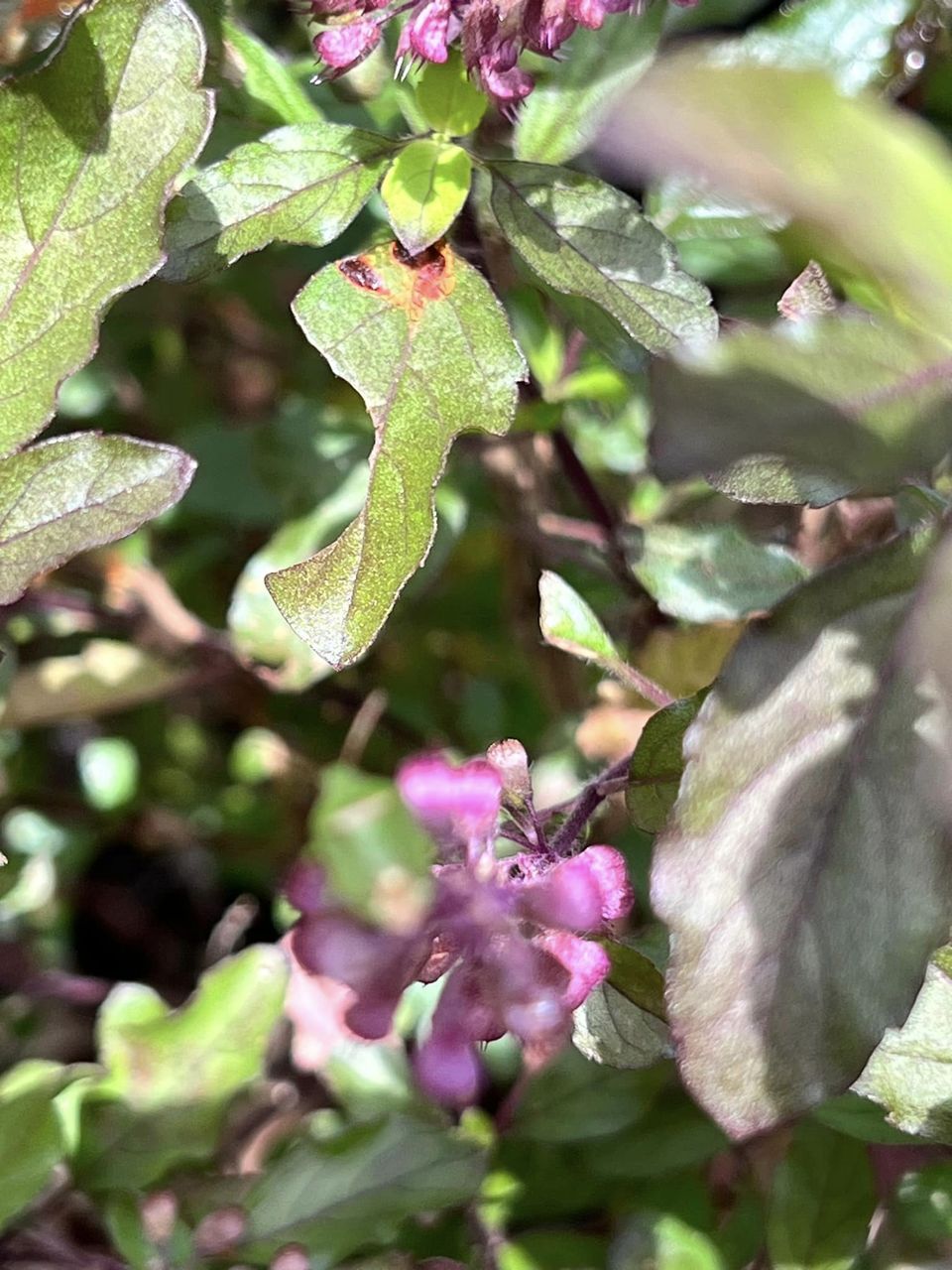 Stink Bug eating leaves of Tulsi ji