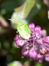 Stink Bug