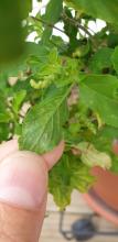 Thrips / Aphids on Tulsi